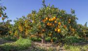 Adecco busca a cientos de personas con o sin experiencia para trabajar en la campaña de la naranja en Valencia