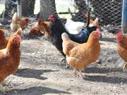 Gallinas en “la ciudad del vicio”