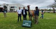 ‘Emperador’, el gran campeón del primer juzgamiento de camélidos en Expocruz 2025