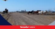 Operativo de resguardo de equinos