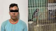 Tenía un criadero ilícito en Caracas de aves Diamante Mandarín, así lo descubrieron