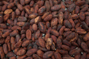 Ecuador se prepara para convertirse en el segundo mayor productor de cacao del mundo