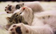 Los mejores 100 nombres de gatos, según la Inteligencia Artificial