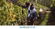 Cayó la exportación de vinos en el país, pero creció la local