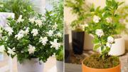 Jazmín: en qué parte de la casa ubicar esta planta para que te agradezca con sus aromáticas flores
