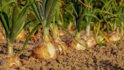 El alimento que produce colágeno y deja la piel suave en primavera