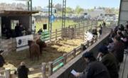 Bahía Blanca fue sede de la Prueba Pastoril Bonaerense con eje en carne premium