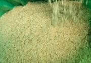 Gobierno estima que en un mes bajará el precio del quintal de arroz