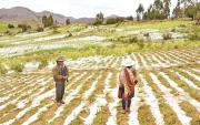 Cuatro departamentos están afectados por heladas y granizadas, son más 700 hectáreas de producción perdidas