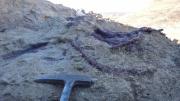 El hallazgo del dinosaurio “come cocodrilos” de Chubut: estudiarán cómo era su cerebro