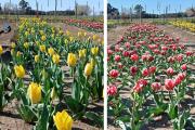 Campo de Tulipanes de Guardia Mitre: el sueño de dos emprendedores que apunta al turismo de flores