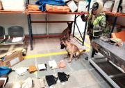 Can detecta sustancia controlada en carteras con destino a Australia e India