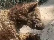 Indignación por el deplorable estado de una osa bebé que vive en un zoo con sarna y desnutrición