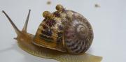 La inédita historia de Ned, el caracol zurdo al que todo un país le busca pareja