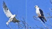 Aves sorprendentes El tesoro alado del río Rocha, en plena ciudad