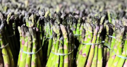 De la tierra a tu mesa, un productor sanjuanino mostró el proceso del espárrago
