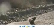 El “gato nutria”, el impactante animal muy pocas veces visto que pasea por Mendoza
