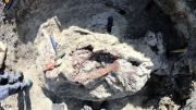Descubren un dinosaurio con restos de su última comida: los expertos no salen del asombro