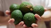 El truco de jardinería que jamás falla para cultivar un árbol de palta en el jardín y cosechar frutas en pocos meses