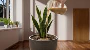 Un chorrito de este abono casero y tu sansevieria o lengua de suegra estallará de flores en octubre