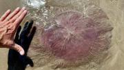 Las extrañas medusas gigantes que generan pánico en EEUU, tienen tentáculos de hasta 21 metros