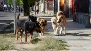 Zoonosis anuncia vacunación antirrábica los primeros días de octubre en Tarija