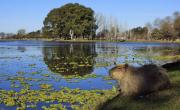 Tiene una laguna con carpinchos: el pueblo a 2 horas de distancia yendo por Ruta 3