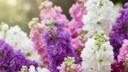 Las cuatro flores originales que son ideales para sembrar en octubre y disfrutar en verano