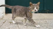 ¿Por qué los gatos rechazan tanto al agua, según la ciencia?