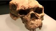 Un cráneo de más de un millón de años pone en duda las teorías sobre el origen de los humanos