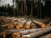 Presupuesto 2026: advierten por el recorte récord al financiamiento de los bosques nativos