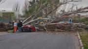 Tragedia en Maipú: un árbol cayó sobre un auto y mató a una mujer