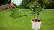 Por qué cambia la forma de regar el árbol de jade en primavera