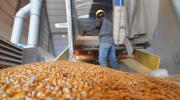 Productores pecuarios exigen a Emapa soluciones por qué hace más de un mes dejaron de vender maíz al sector