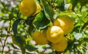 ¿Tenés un limonero? Este es el truco que las abuelas usaban para que crezca más fuerte y rápido