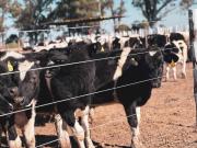 Feedlot de Holando Argentino: recría y engorde con 1,250 kg diarios y carne premium
