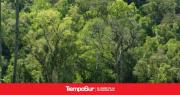 Desfinanciamiento de la Ley de Bosques: Un Riesgo para el Patrimonio Natural Argentino