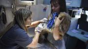 Aunque aumentan las mordeduras de perros, la rabia permanece controlada