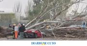 Viento trágico: una mujer murió aplastada por un árbol que cayó sobre su auto