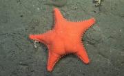 Una nueva exploración de cañones submarinos