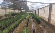 Tucumán: decomiso en un vivero cítrico no registrado