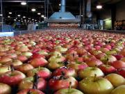 Latinoamérica pasó a ser el principal mercado para manzanas y peras argentinas