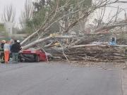 Temporal en Mendoza: una mujer murió aplastada por un árbol que cayó sobre su auto