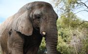 Qué pasó con Kenya, la última elefante en cautiverio en Argentina