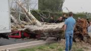 Drama en Mendoza: murió una mujer tras la caída de un árbol por los fuertes vientos