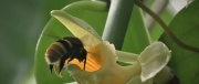 Polinizadores y biodiversidad: el reto de conservarlos