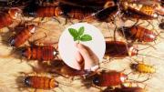 Cómo usar la planta de menta para repeler a las cucarachas de tu cocina: un truco casero efectivo