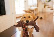 Pequeños brillantes: algunos perros pueden clasificar sus juguetes por su función, según un estudio