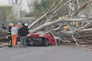 Tragedia en Mendoza: un temporal causó la muerte de una mujer tras ser aplastada por un árbol