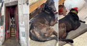 Allanaron por maltrato animal una casa en pleno centro de La Plata que pertenece al Ministerio de Salud